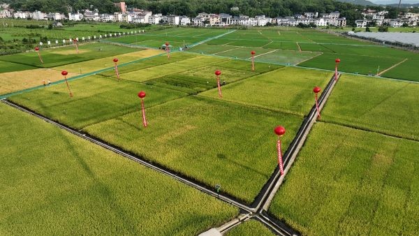 湘东区现代化制种基地，数智赋能让“赣鄱粮仓”更有底气！