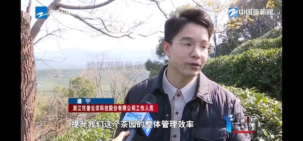春茶开采正当时！揭秘托普云农如何用科技“制”出一杯数字好茶